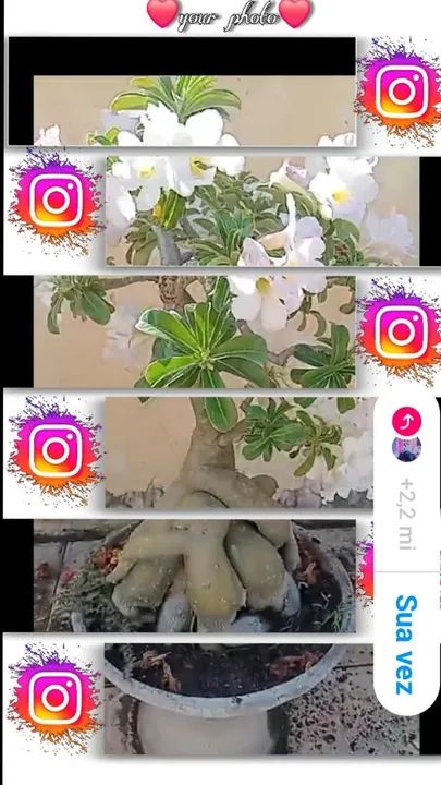 Mudas de Adenium obesum gigante  - Foto 4