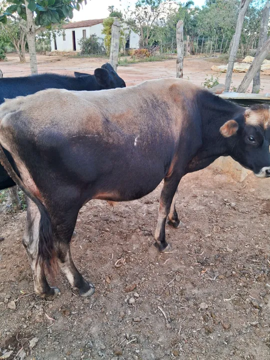 Boinho Gersey de inseminação, filho de mãe de inseminação!