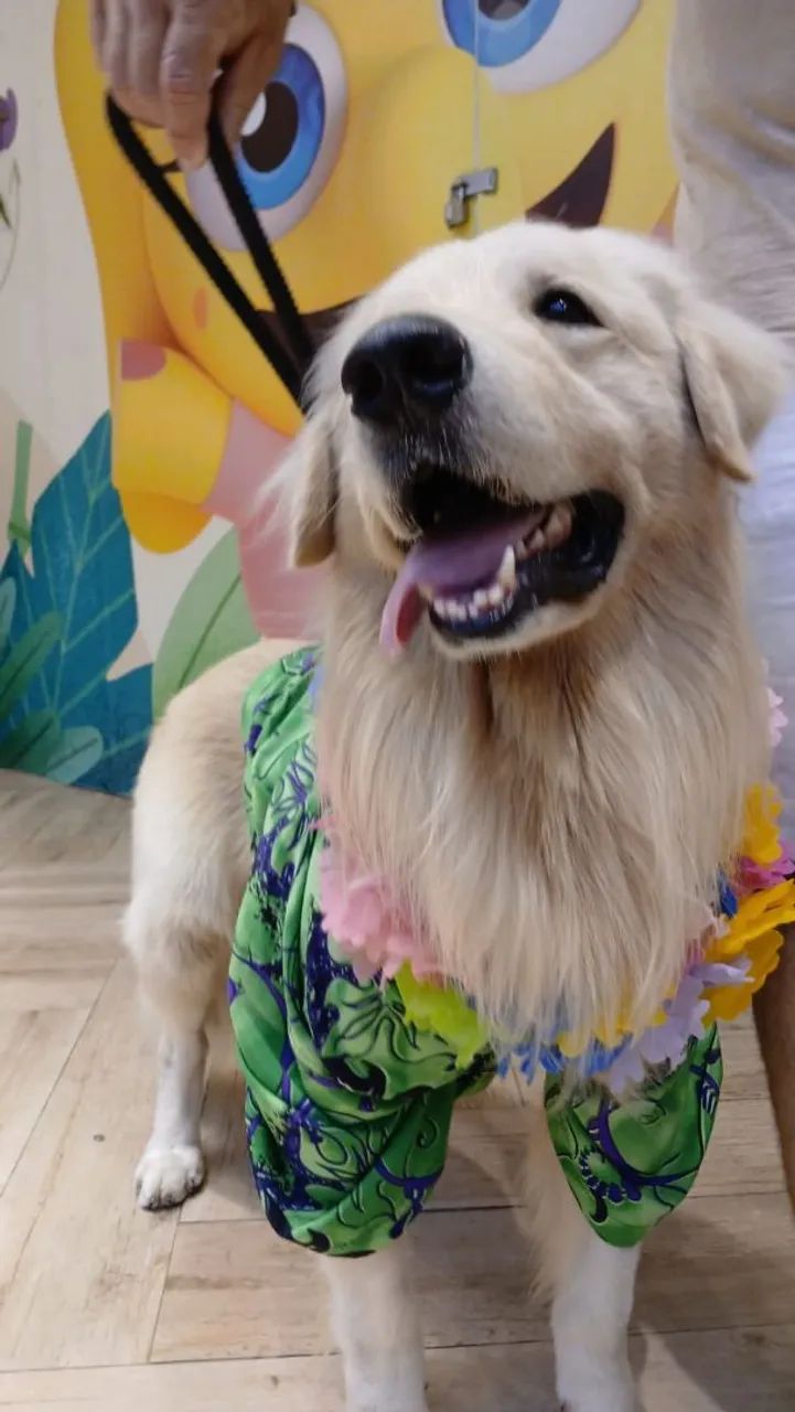 Golden Retriever procura namorada  - Foto 4