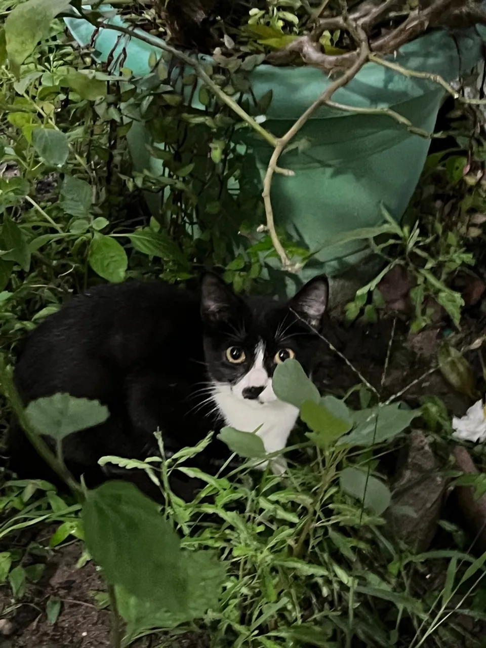 Gato filhote para adoção