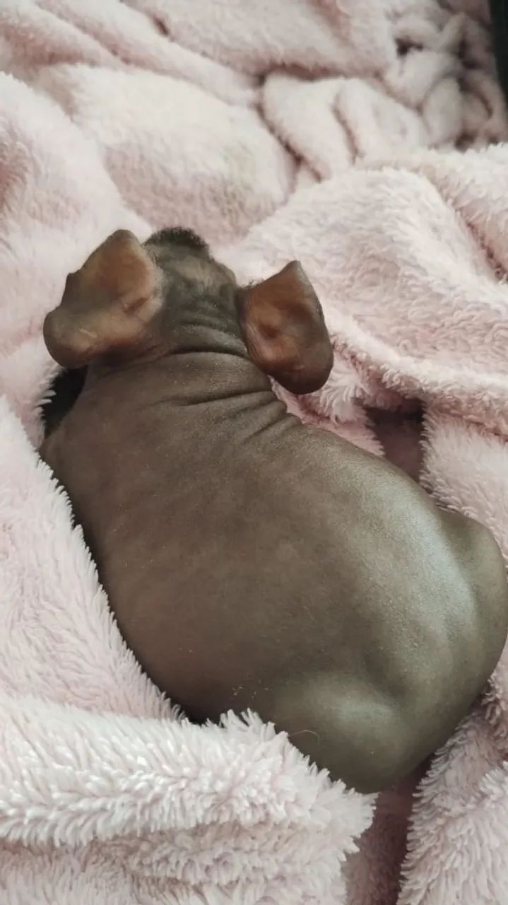 Porquinho da índia  - Foto 2