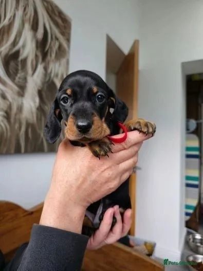 Filhote de cachorro Teckel/ Dachshund/basset/salsicha/salsichinha 