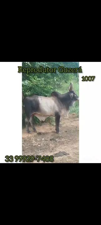 Reprodutor Guzerá Registrado 