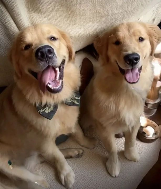 Vendo lindos filhotes de Golden Retriever puros com pedigree. 