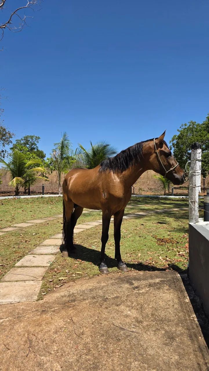 Mangalarga Marchador  - Foto 5