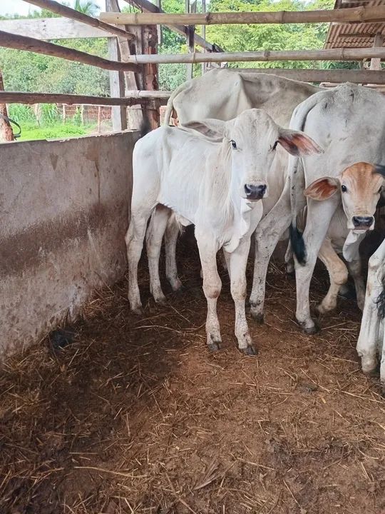 Vendo bezerros nelore 