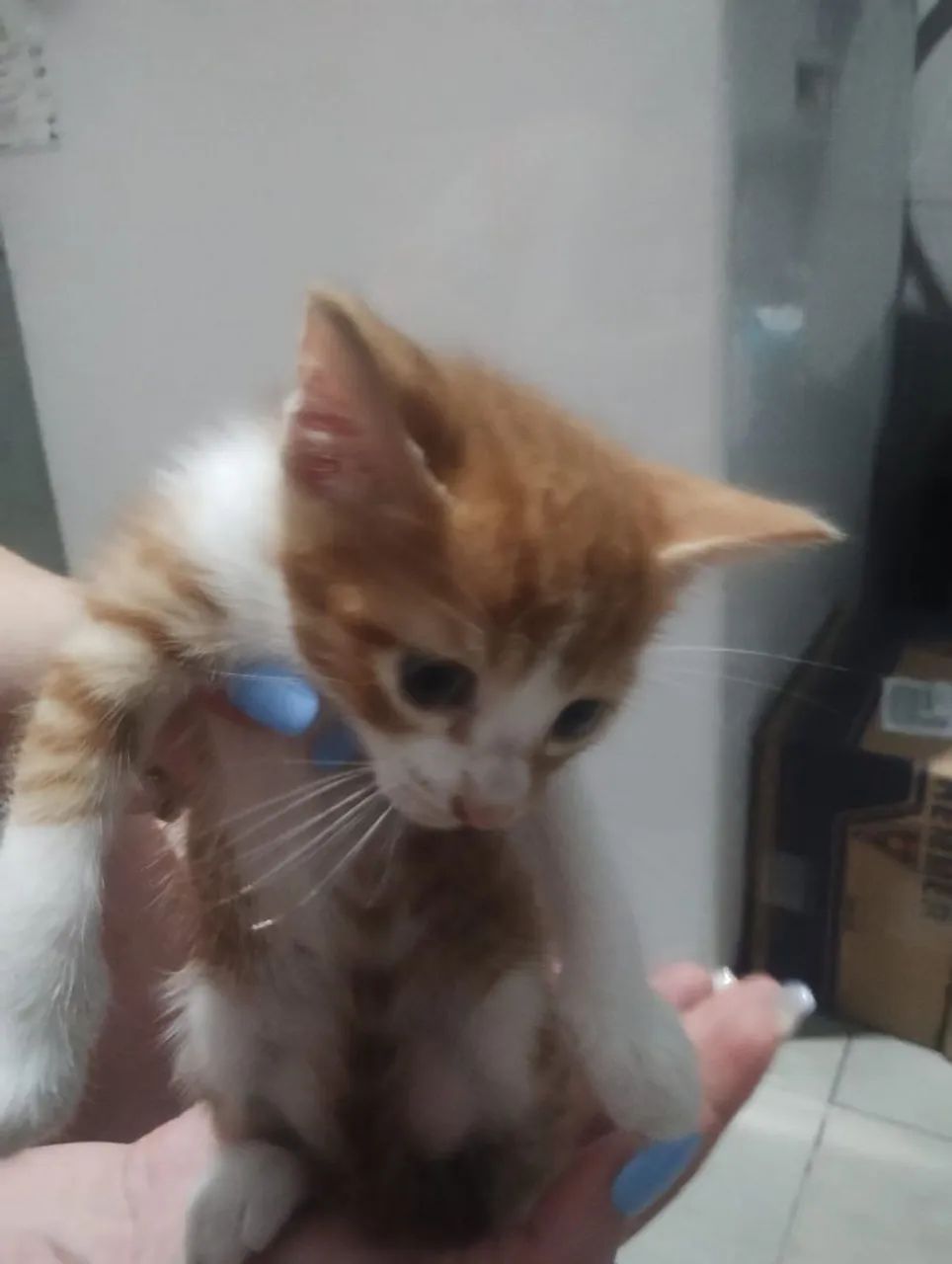 Gatinhos lindos para adoção responsável  - Foto 6