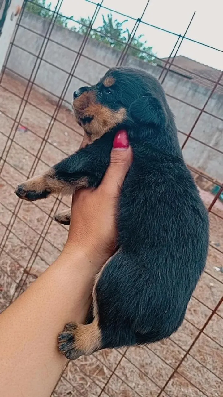 Filhote Rottweiler