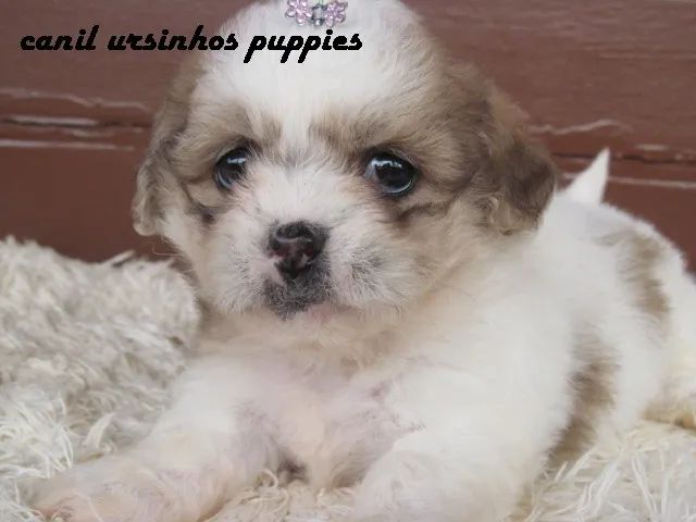 lhasa apso lindos bebes linda filhote pronta entrega  - Foto 4