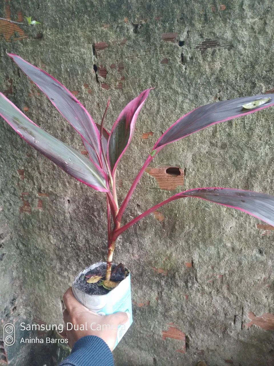 Dracena vermelha 