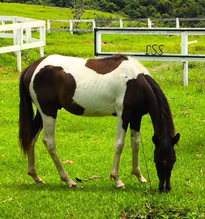Potro Pampa preto 1 ano