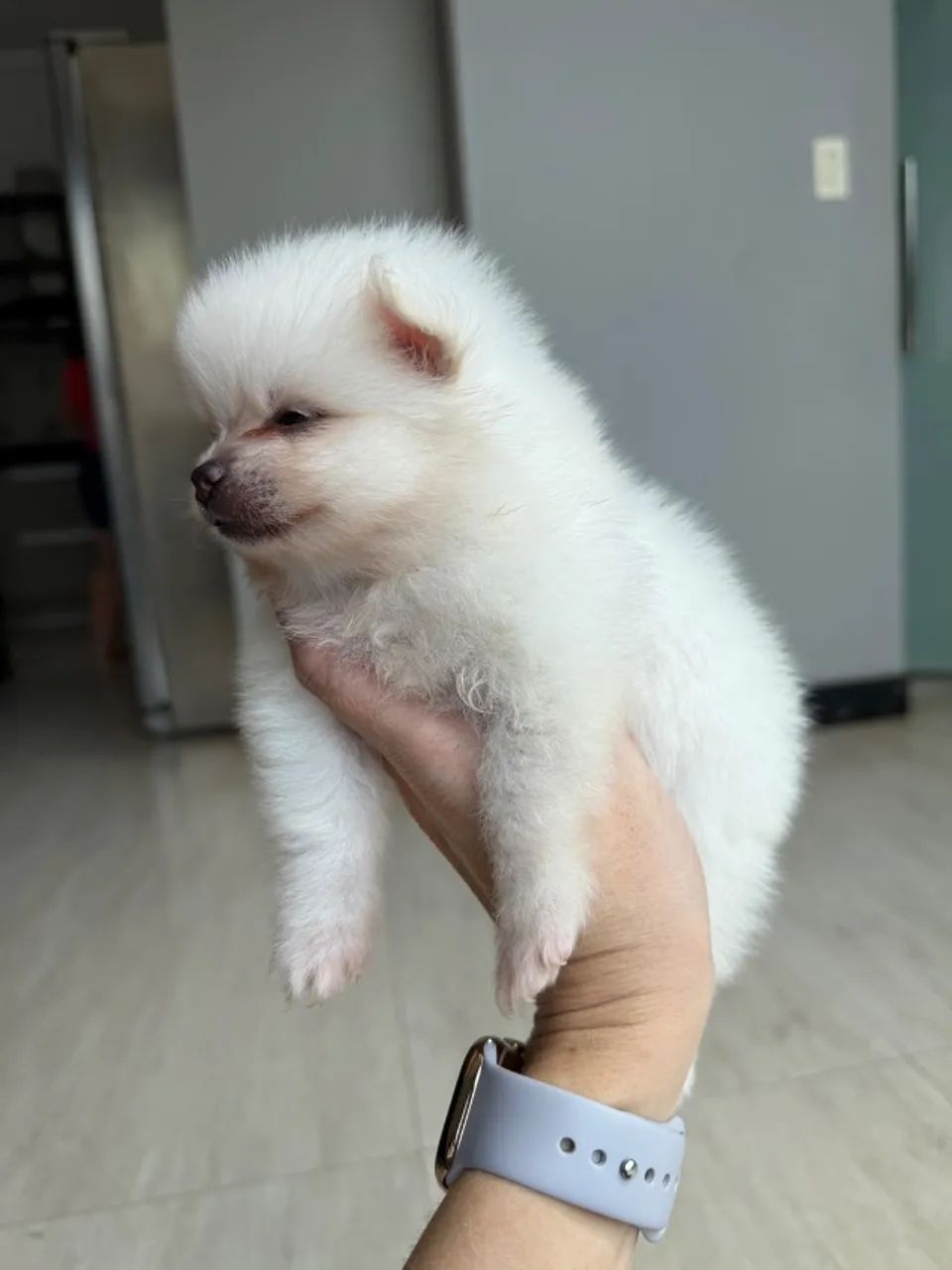Vendo filhote de Spitz alemão.  - Foto 5
