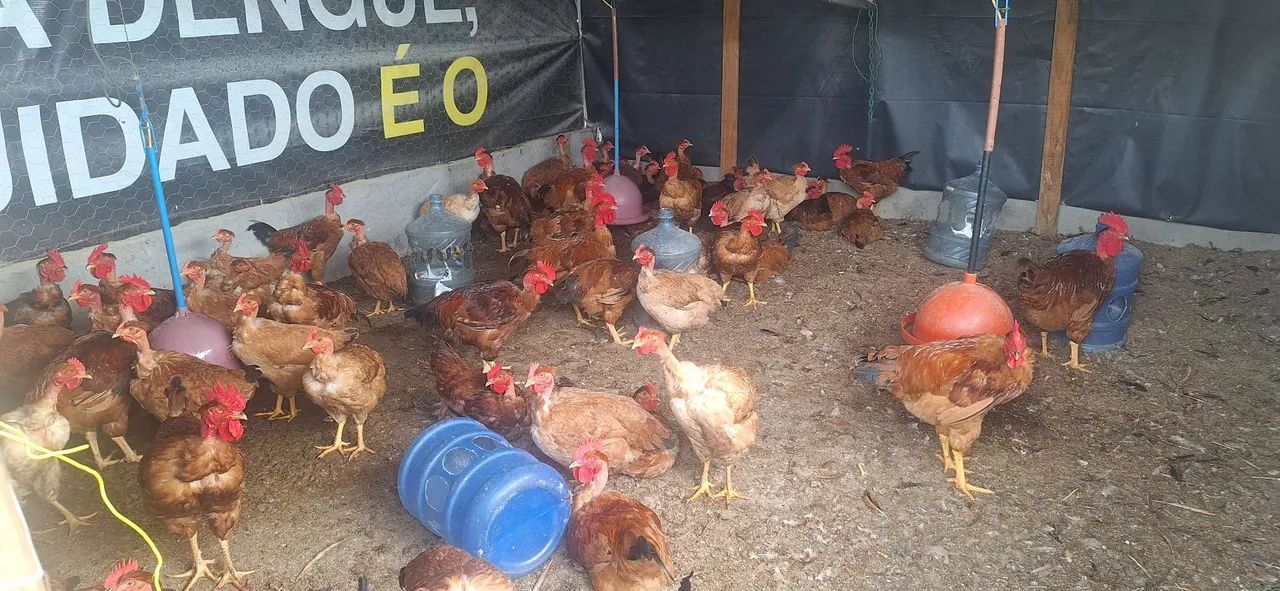 Chácara maravilhosa no Rajadinha-DF. PERTINHO DO ASFALTO . - Foto 7