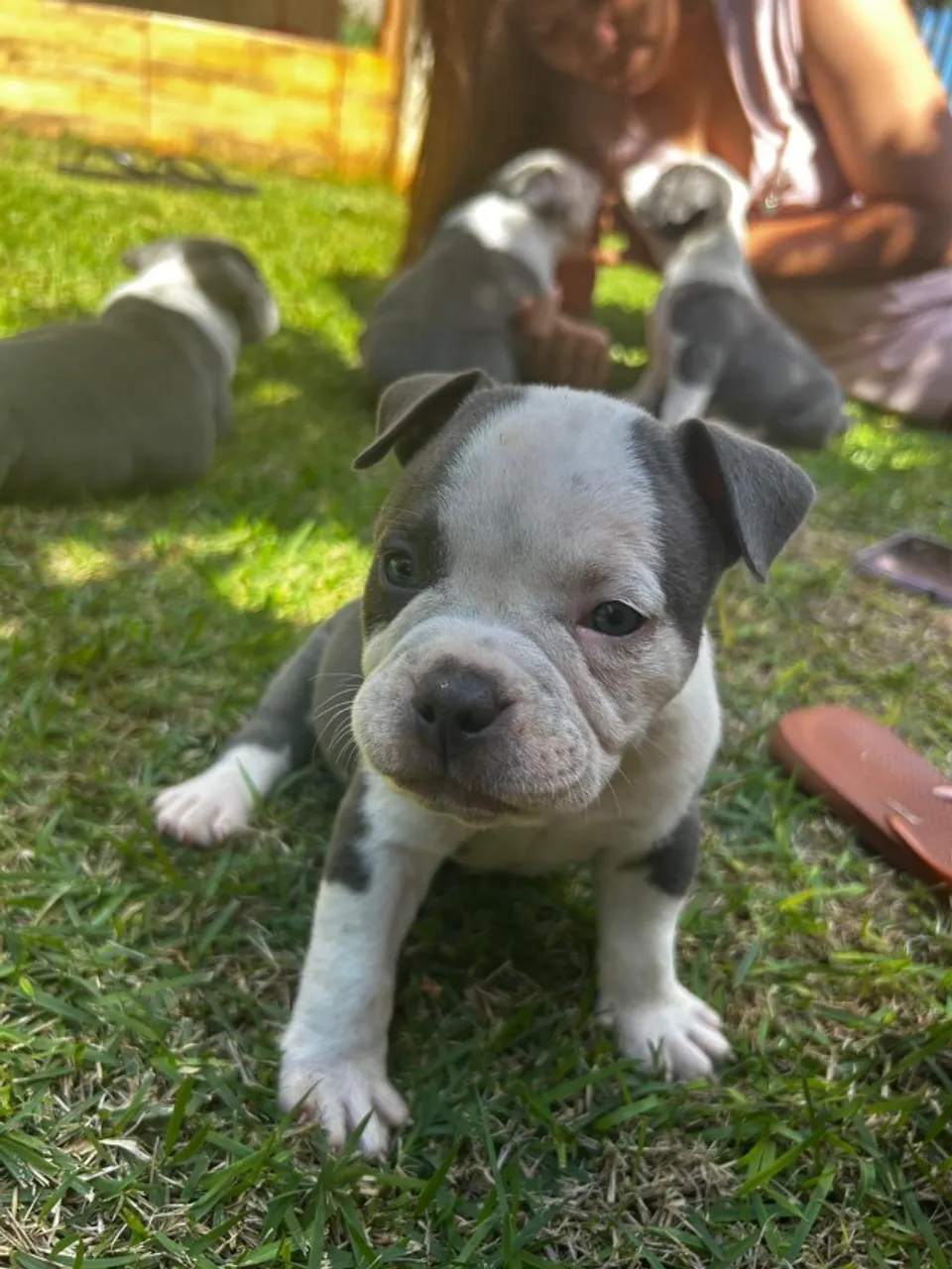 Filhotes de cachorro american bully