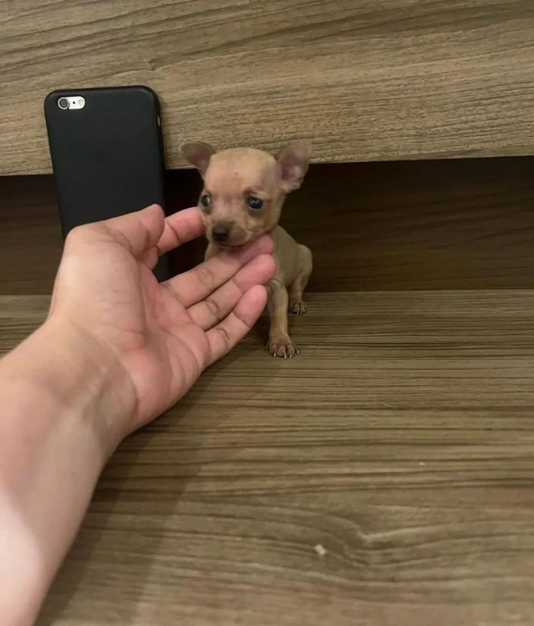 Pinscher filhotes linhagem miniatura -Entre em contato hoje ainda 
