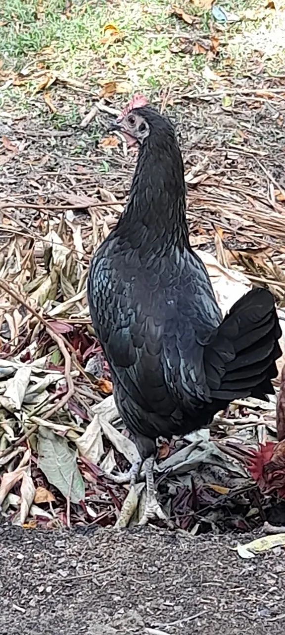 Galinha preta - Foto 3