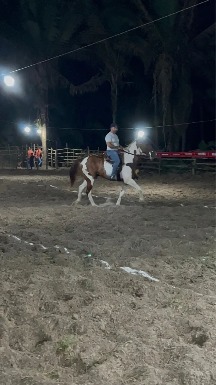 Cavalo Paint Horse para venda - Foto 2