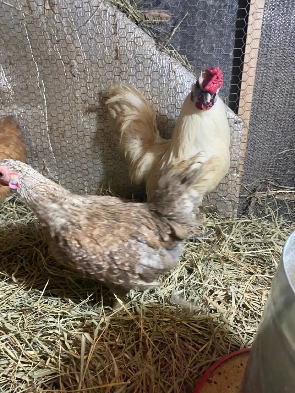 Galinha galo, 3 galinhas e 1 galo  - Foto 3