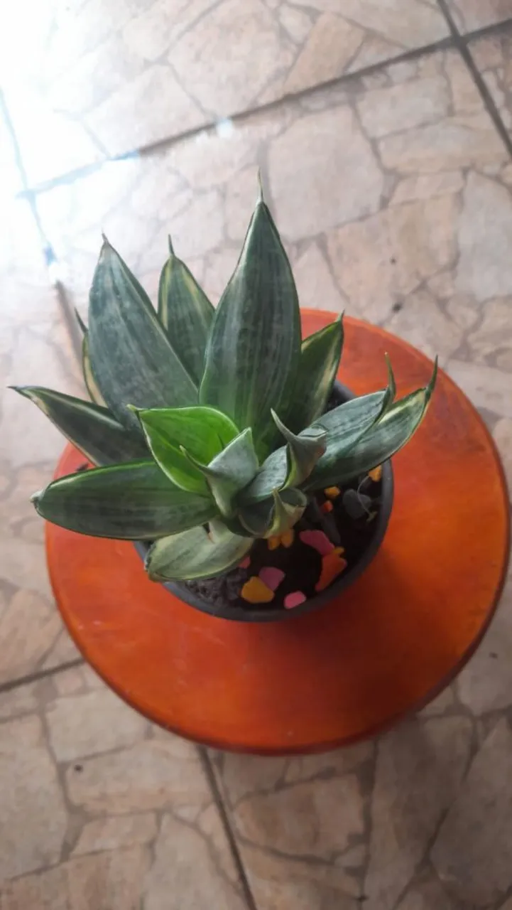 Planta Suculenta Exótica - Linda e Charmosa!