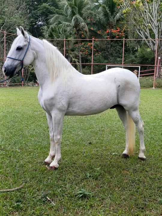 Cavalo Mangalarga Machador Registrado 