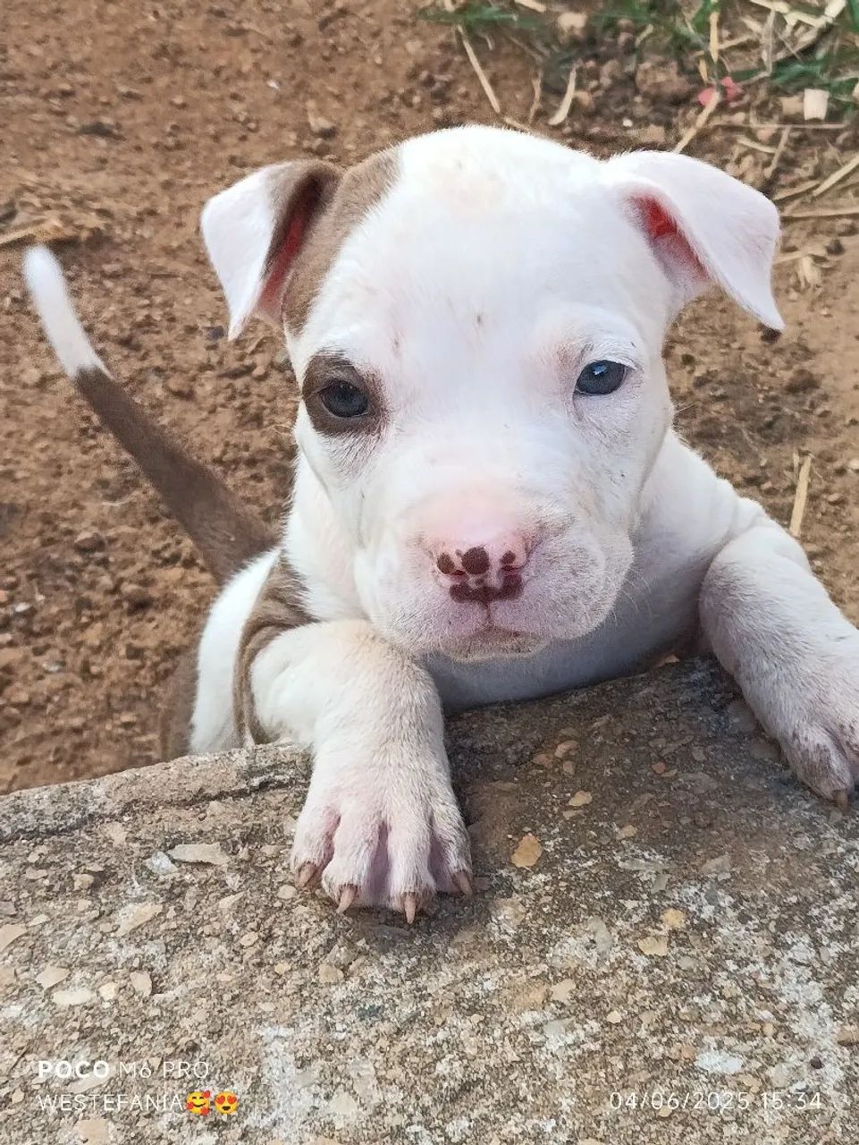Pitbull Red Pitbull Puppies For Sale Olx Olx Pakistan Pitbull