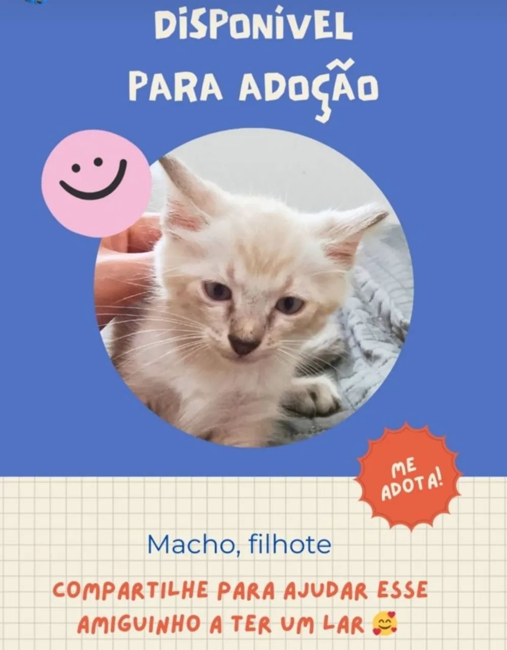 Gatos para adoção  - Foto 2