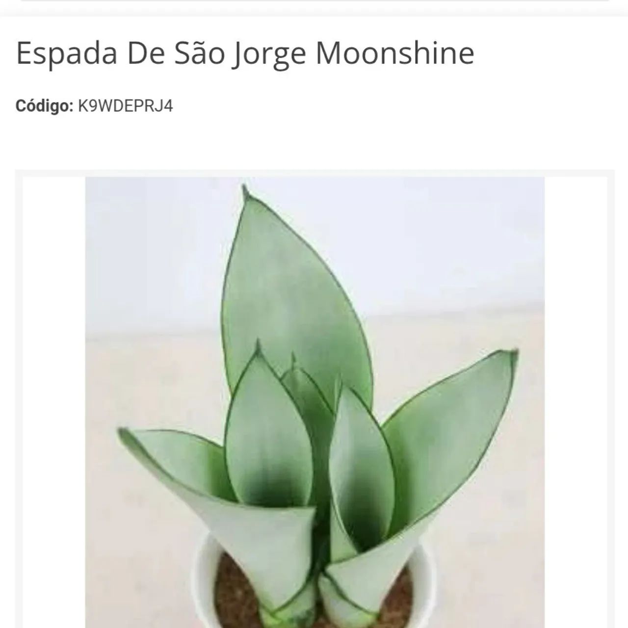 Espada de São Jorge Moonshine , babosa e orquideas- K9WDEPRJ4