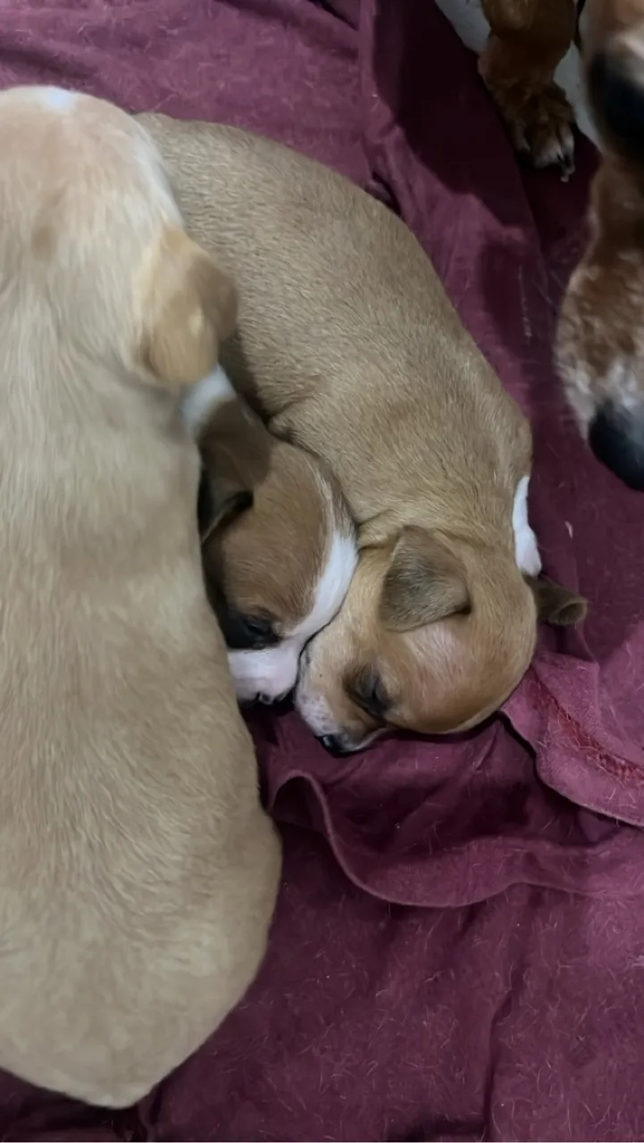 Filhote Pinscher MACHO