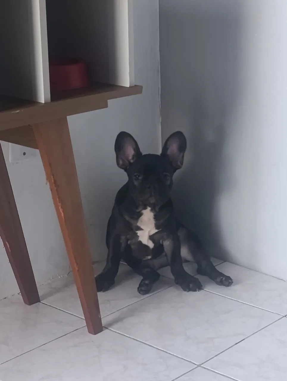 Bulldog Francês