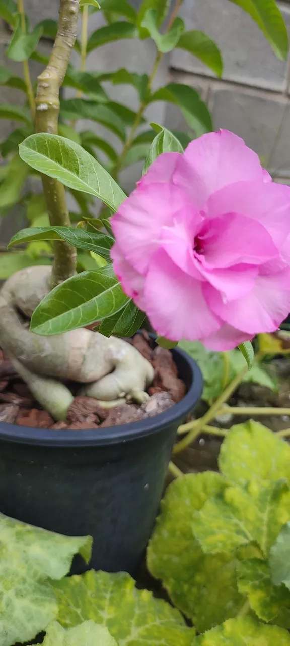 Rosa do deserto estilo bonsai - pathuma