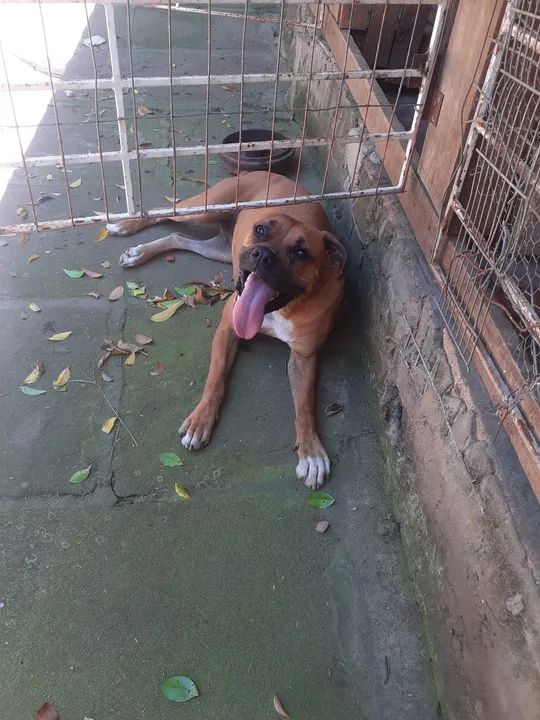 Filhotona de boxer com 1ano e 2 meses