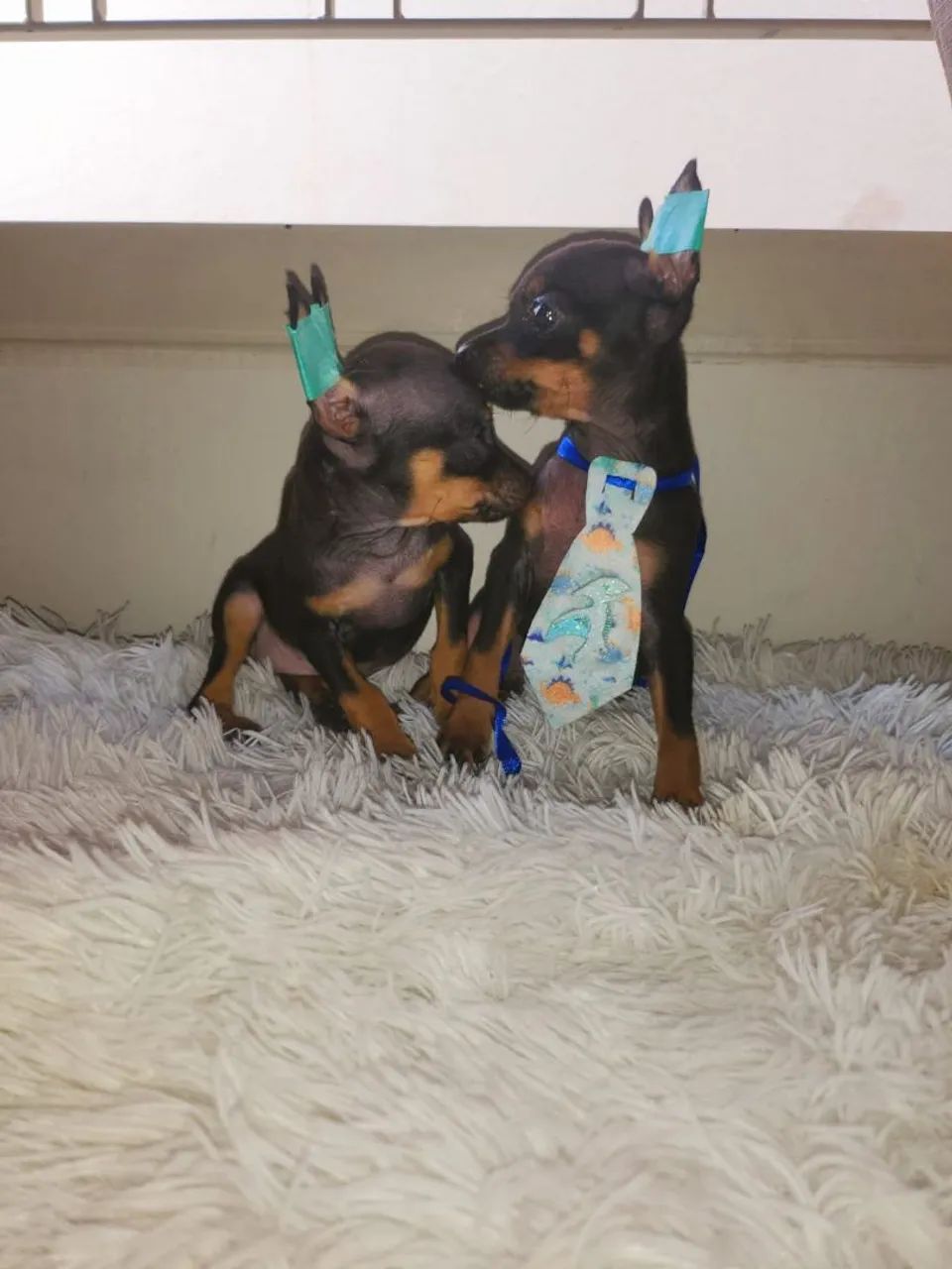  Filhotes de Pinscher macho e fêmea 