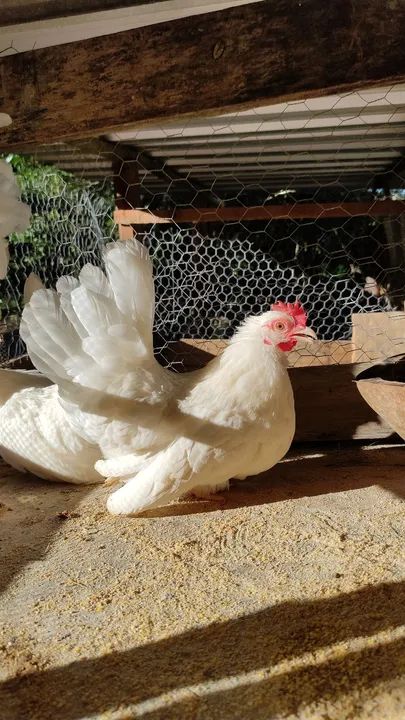 Vendo terno de garnisés Nagasaki  - Foto 4