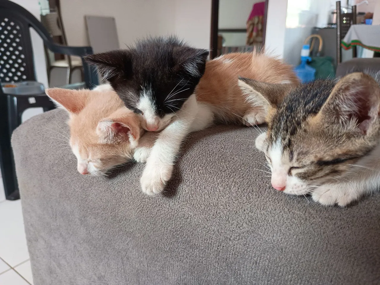 Gatinhos fofinhos para adoção!!!