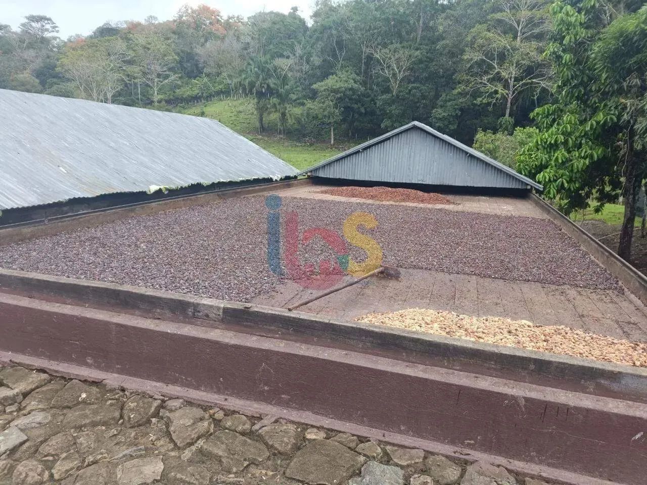 Fazenda de Cacau Itajuipe