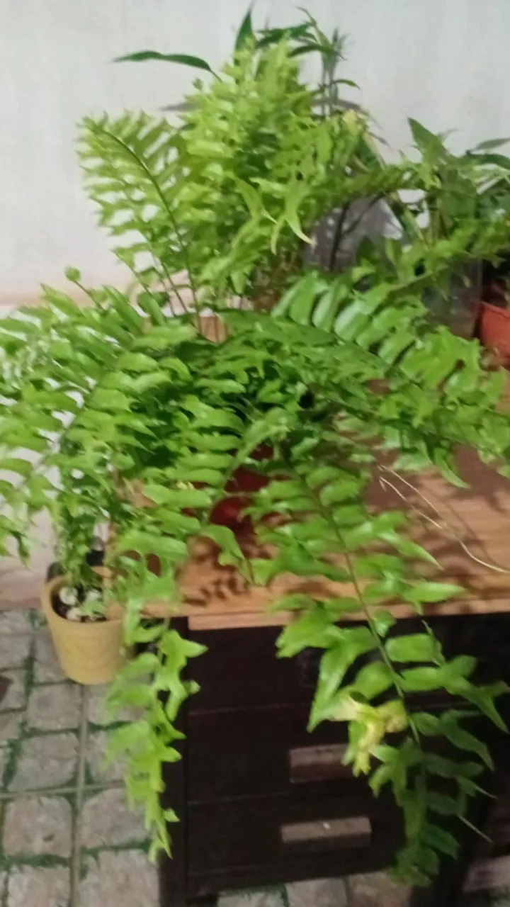 Plantas em vasos