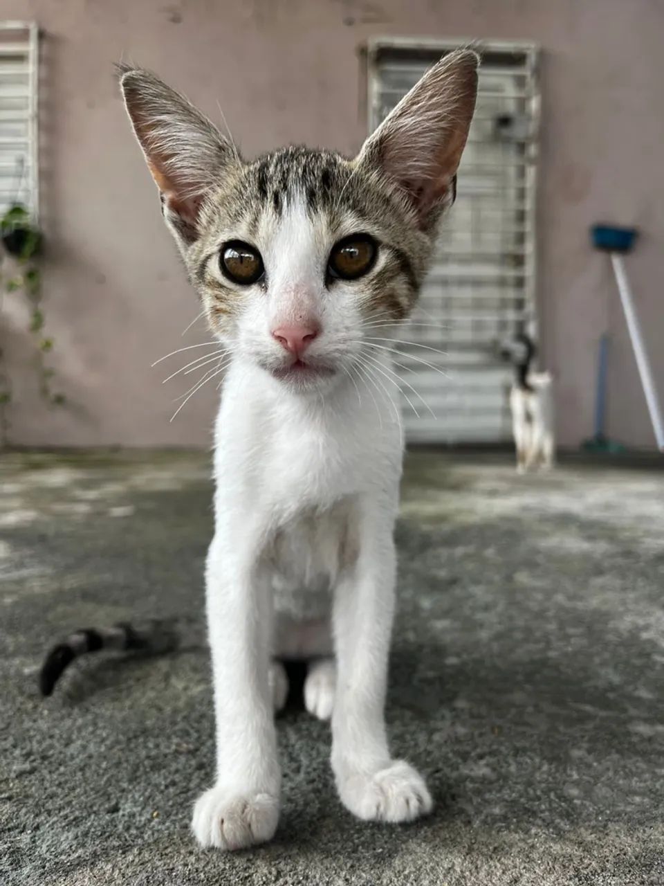 Gato para a doação  - Foto 2