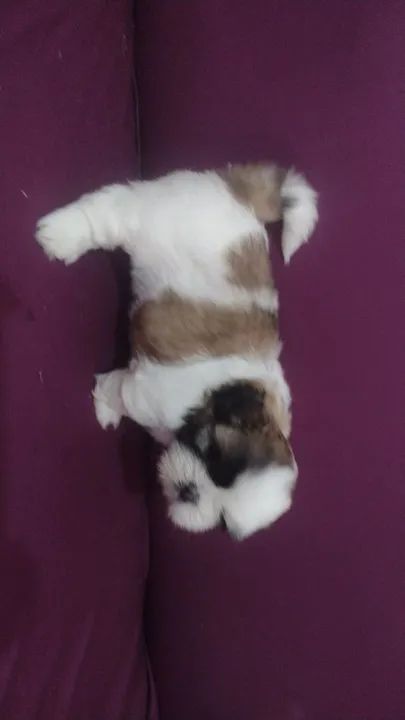 Filhote Shih Tzu - Lindíssimo! - Foto 3