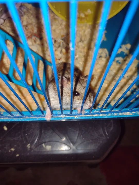 Combo Hamster! Conjunto vem o hamster e a gaiola - Foto 6