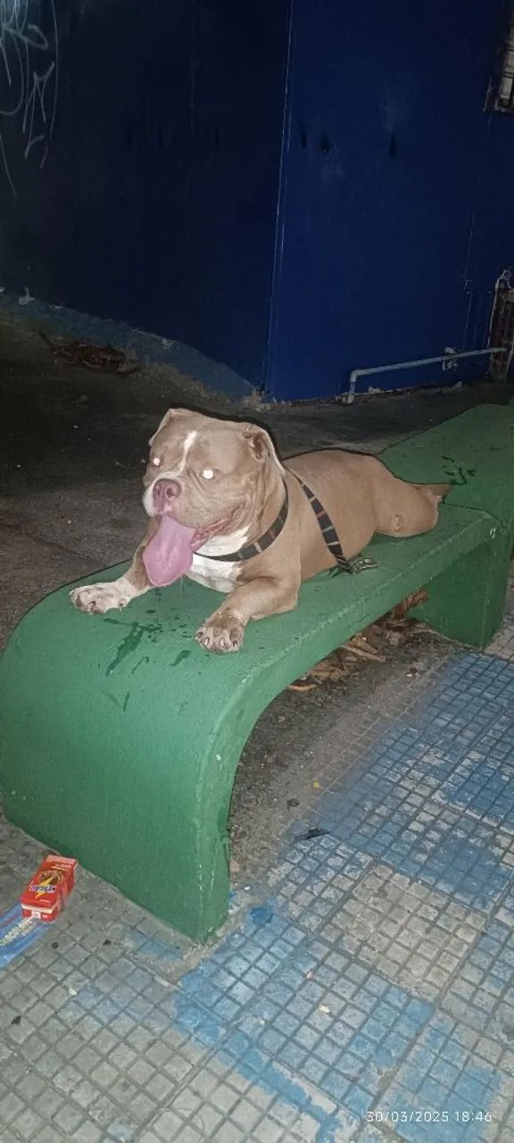 American Bully Macho (Reprodução)  - Foto 4