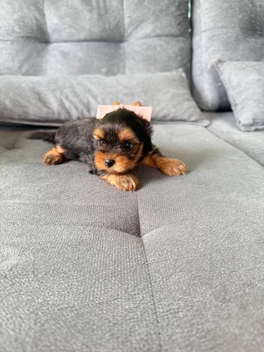 Yorkshire Terrier filhote - Foto 4
