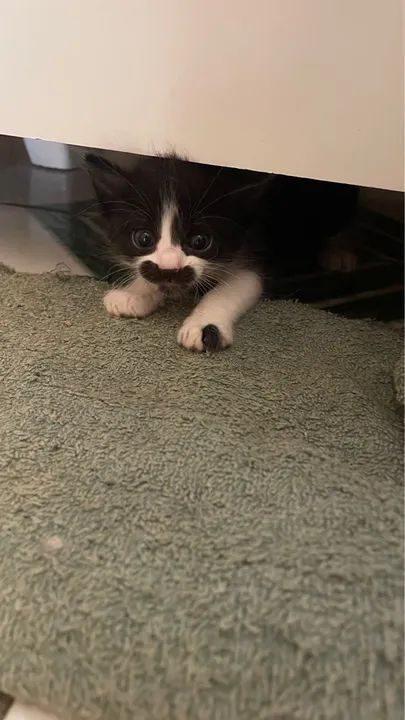 Gatinho lindo para adoção - Foto 2