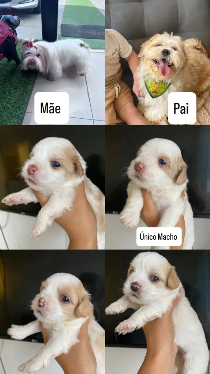 Shih Tzu Disponível para reserva 