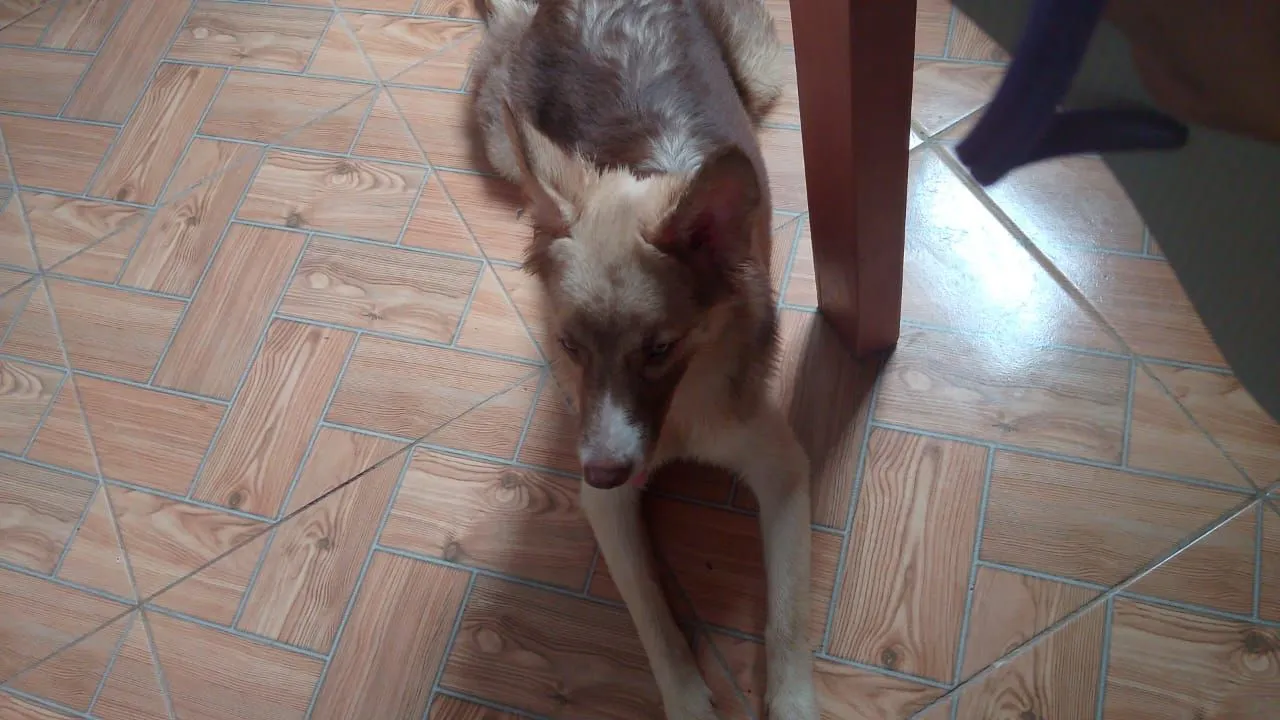 Cachorra dócil e carinhosa para adoção