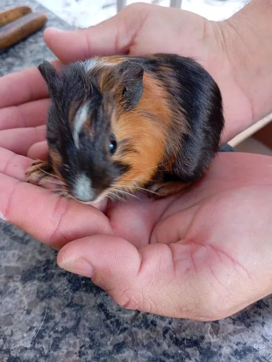 Vendo filhotes de porquinho da índia  - Foto 2