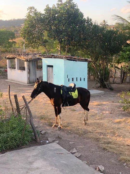 Cavalo Mangalarga  - Foto 3