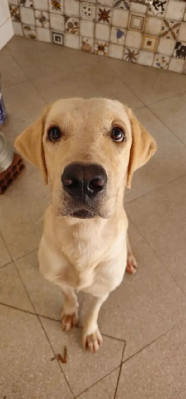 Adoção responsável para Apolo