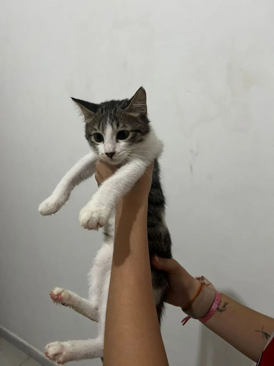 Gatinho filhote para adoção