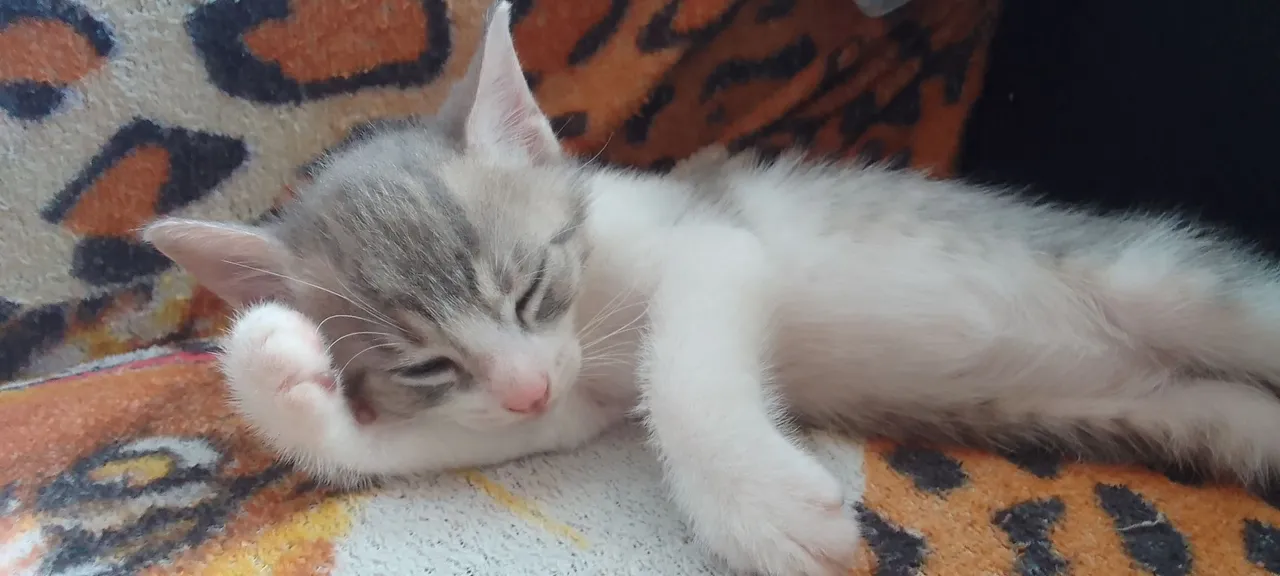Gatinho fofinho para adoção