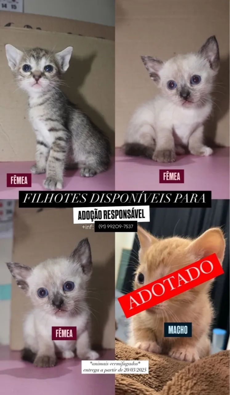 Gatinhos fofinhos para adoção responsável